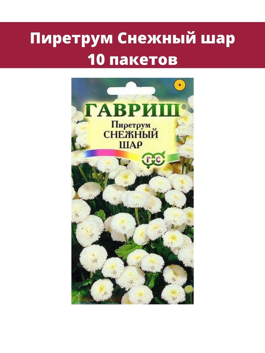 Пиретрум снежный шар