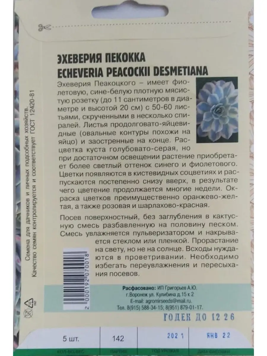 Семена Эхеверия Пикокка ИП Григорьев А.Ю. 67548521 купить за 175 ₽ в  интернет-магазине Wildberries