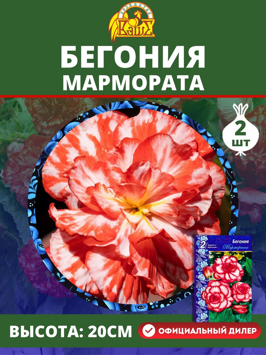 Бегония клубневая Мармората. Бегония Мармората Marmorata. Бегония гибридная Мармората. Бегония Мармората красно-белая.