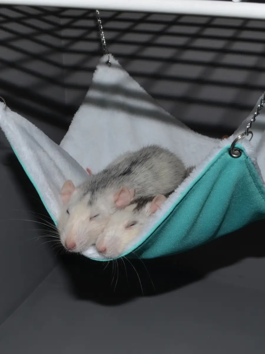 FANCYRAT.RU