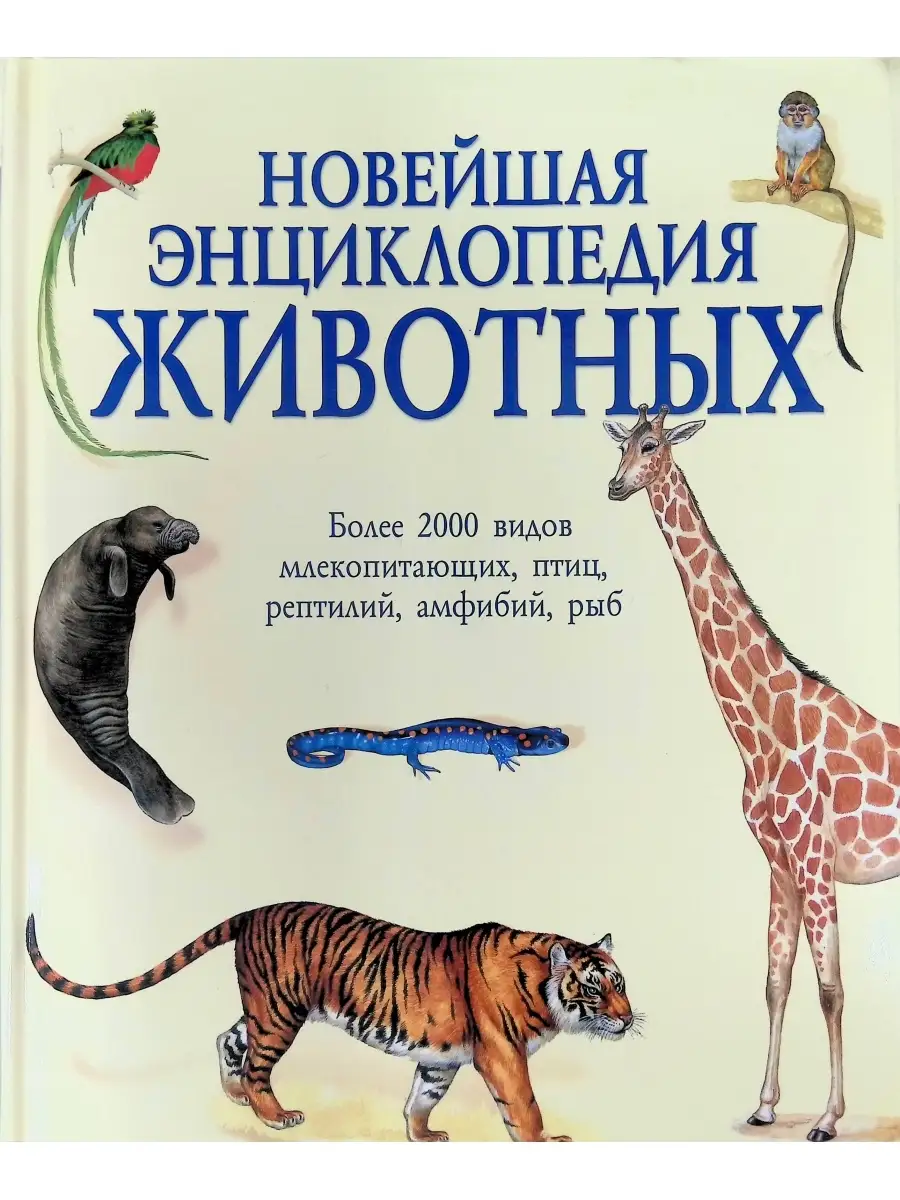 Млекопитающие разных отрядов. Новые виды млекопитающих. Пушистохвостый олинго. В заповеднике отмечен 21 вид млекопитающих. Новые виды млекопитающих.