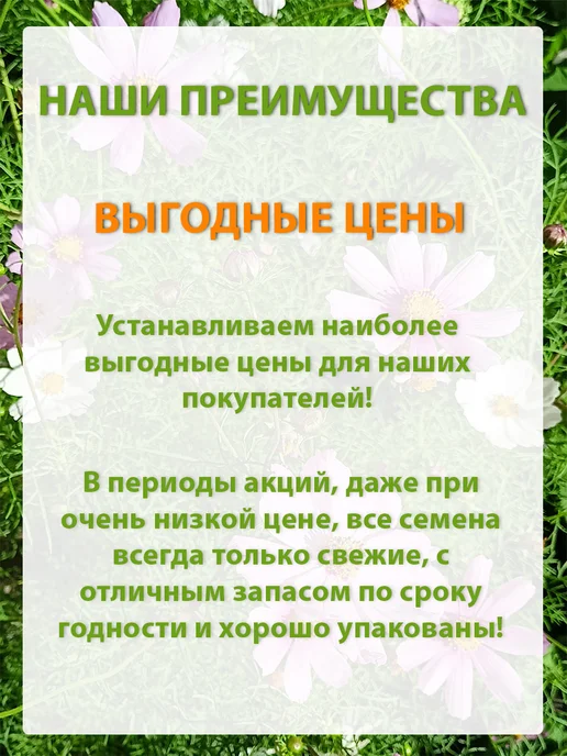 Семена укроп для сада дачи посадки, вариант, фото 4