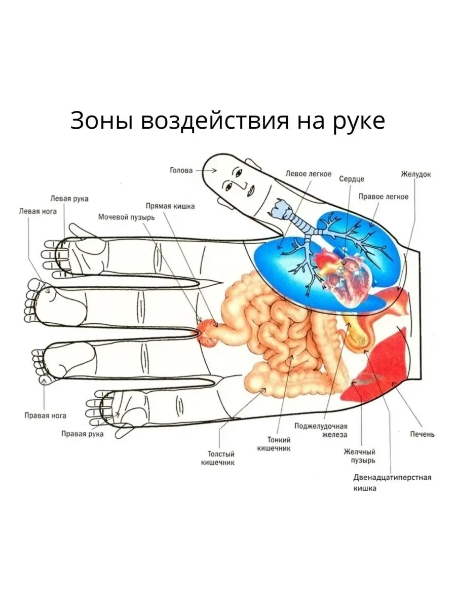 Шарик Су-Джок с кольцами для массажа рук, ног и тела, 2 шт. ТоргЛайнс  70485780 купить за 56 900 сум в интернет-магазине Wildberries