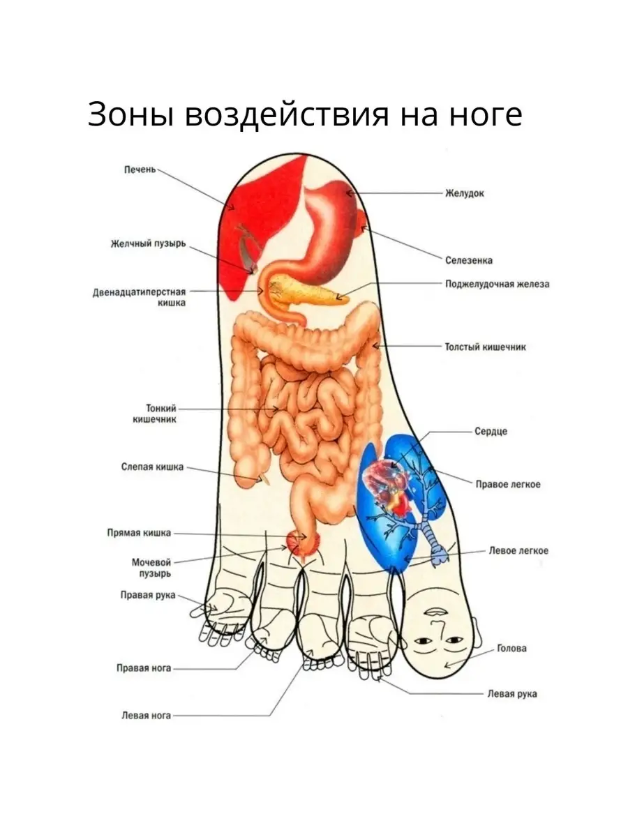 Шарик Су-Джок с кольцами для массажа рук, ног и тела, 2 шт. ТоргЛайнс  70485780 купить за 56 900 сум в интернет-магазине Wildberries