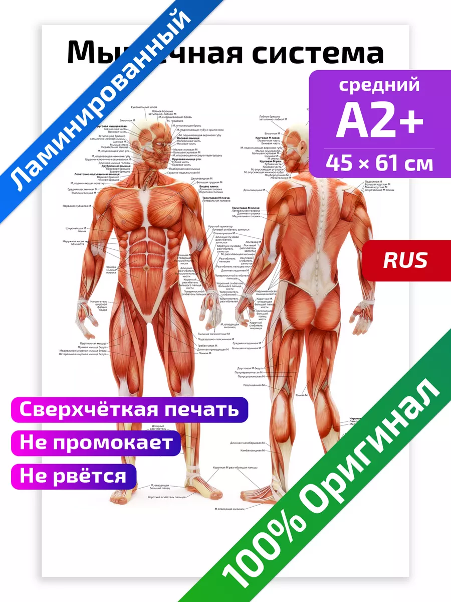 Мышечная система человека анатомический плакат 45х61см Квинг 71224647  купить за 467 ₽ в интернет-магазине Wildberries