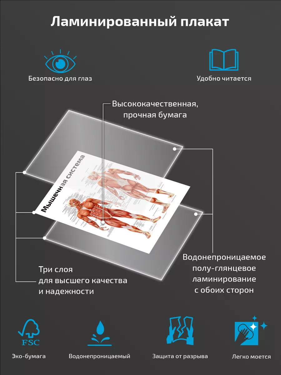 Мышечная система человека анатомический плакат 45х61см Квинг 71224647  купить за 467 ₽ в интернет-магазине Wildberries