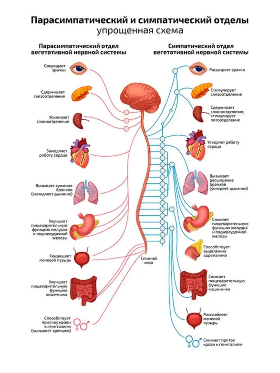 Парасимпатическая и симпатическая системы плакат 45х61см Квинг 71232382  купить за 405 ₽ в интернет-магазине Wildberries