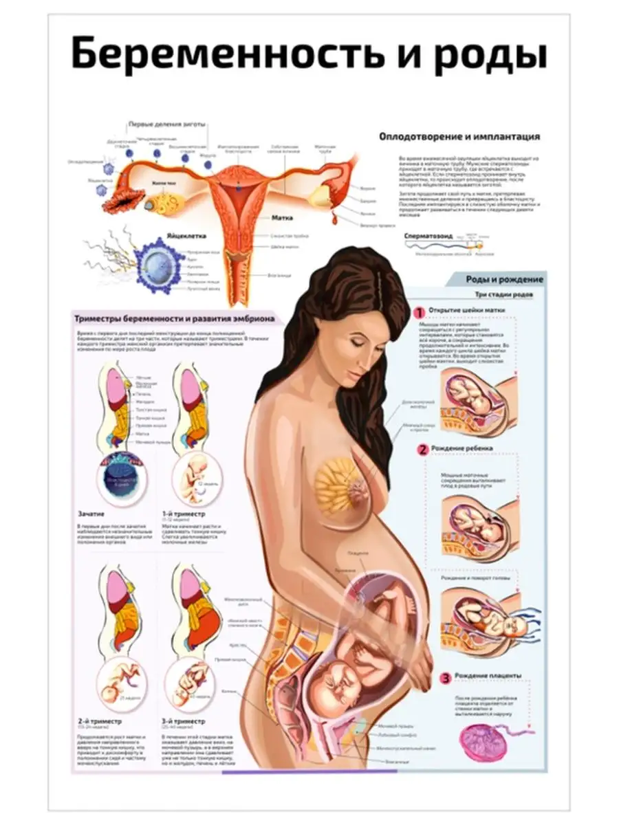 Квинг Беременность и роды медицинский плакат 45х61см