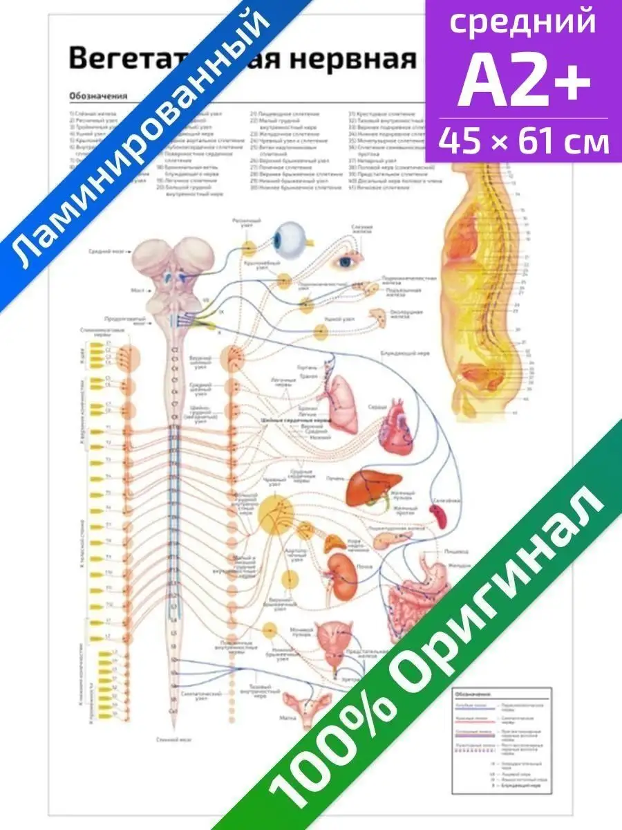 Вегетативная нервная система анатомия плакат А2