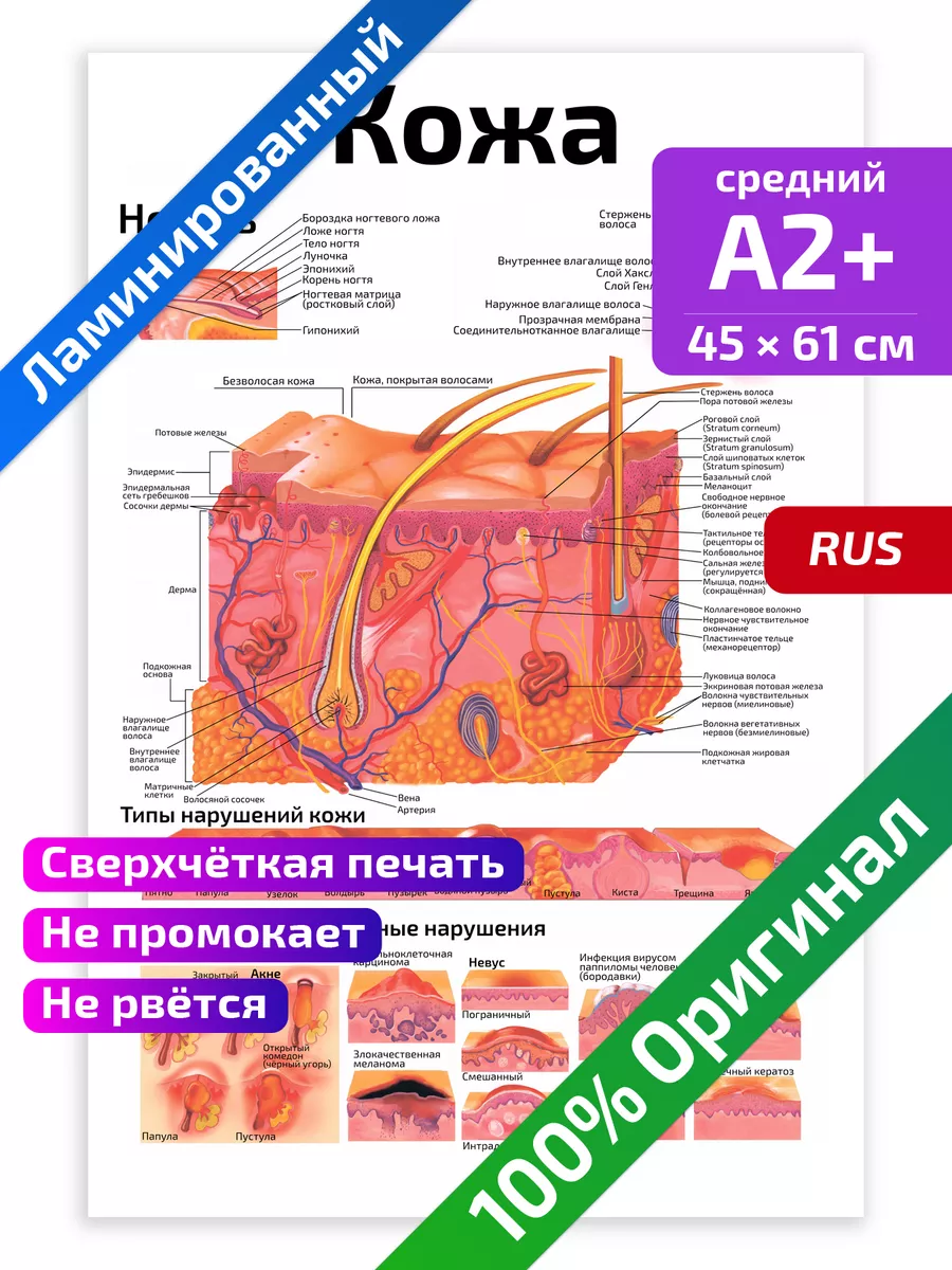 Бесплатное Щелка XXX