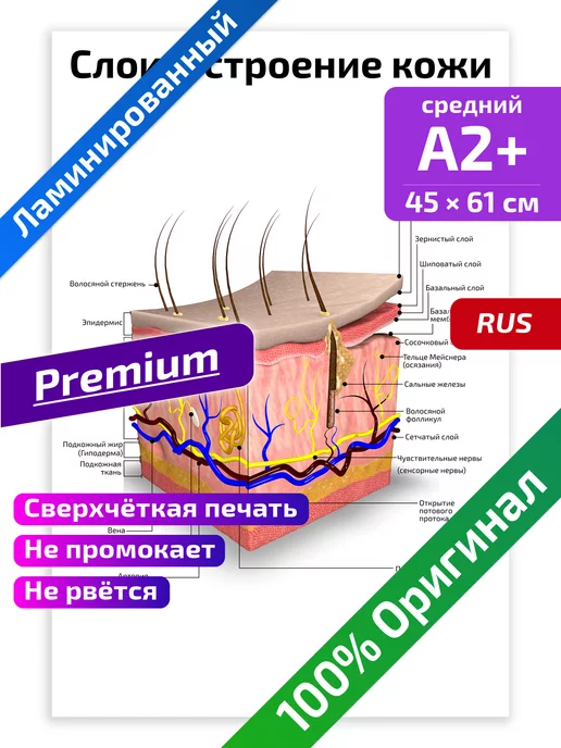 Квинг Слои и строение кожи анатомический плакат 45х61см