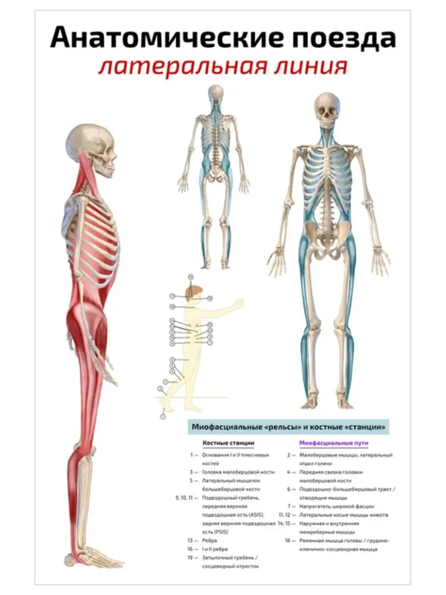 Анатомические поезда латеральная линия плакат 45х61см Квинг 71250518 купить  за 467 ₽ в интернет-магазине Wildberries