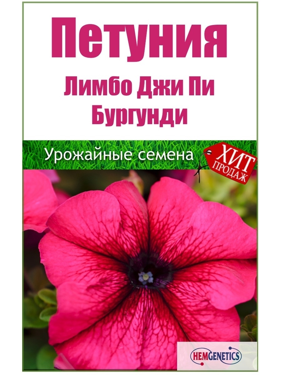 Петуния лимбо описание. Петуния Лимбо ред Пикоти. Петуния Лимбо Джи пи бургунди. Петуния Лимбо бургунди. Петуния Лимбо Роуз Пикоти.