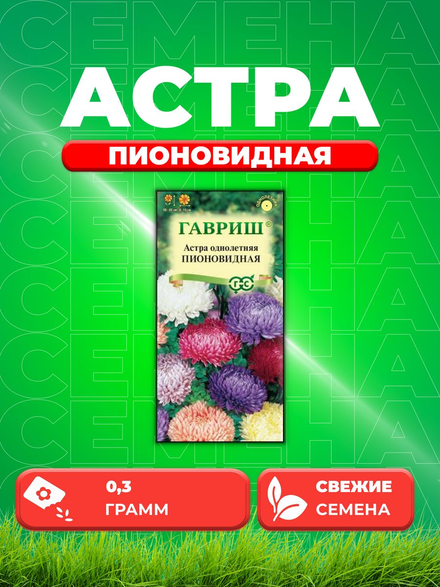 Картинка астра пионовидная