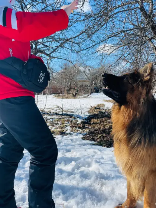 ShtilonDog Сумка поясная с собакой, черный, фото 3