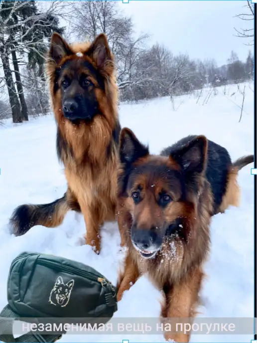 ShtilonDog Сумка поясная с собакой, черный, фото 4